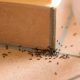 reasons-to-remove-common-pests-at-home