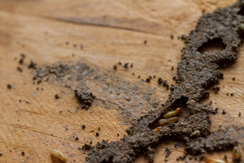 What Causes Termites In The House?