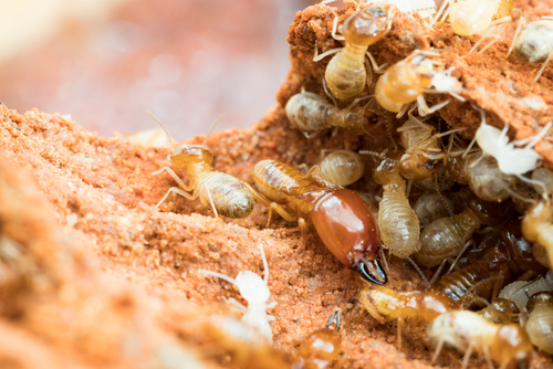 What Causes Termites In The House?
