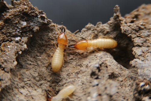 What Happens When You Don't Treat Termites?