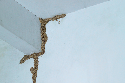 What Are The Early Signs Of Termites?