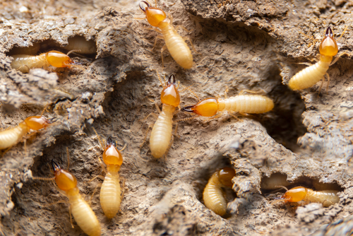 What Are The Early Signs Of Termites?