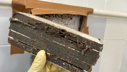 10 Eco-Friendly Termite Control Methods