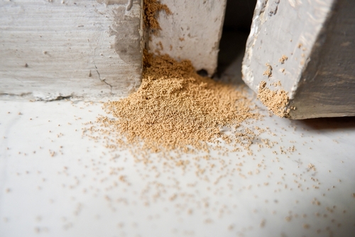 Behavioral differences between ants and termites