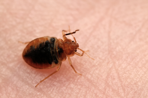 FAQs on bed bug bites