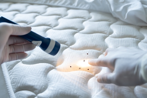 Professional Bed Bug Control Services