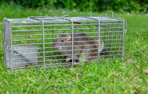 Rodent-Proofing Your Garden in Singapore