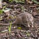 Rodent-Proofing Your Garden in Singapore