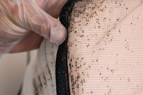 Identifying Signs of Bed Bugs
